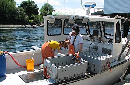 Captain and crew of the 'Fortunate Son' unloads their catch at the dock at The Chrissy D. Lobster Company.